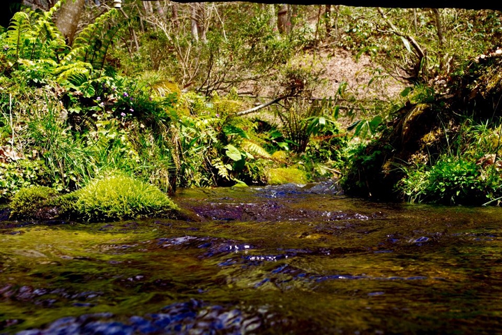 the murmur of a stream