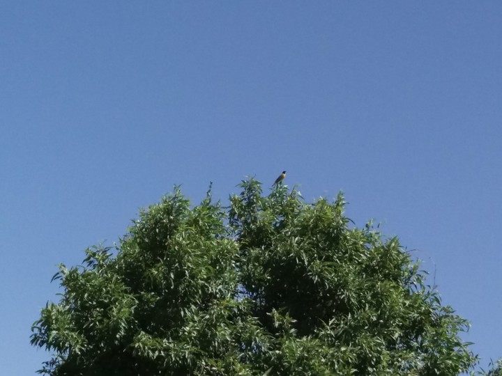 bird