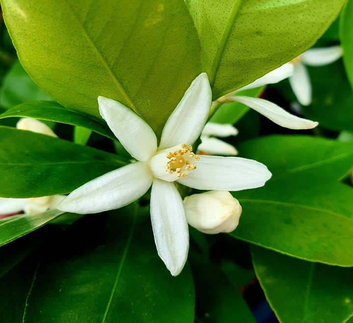 flower