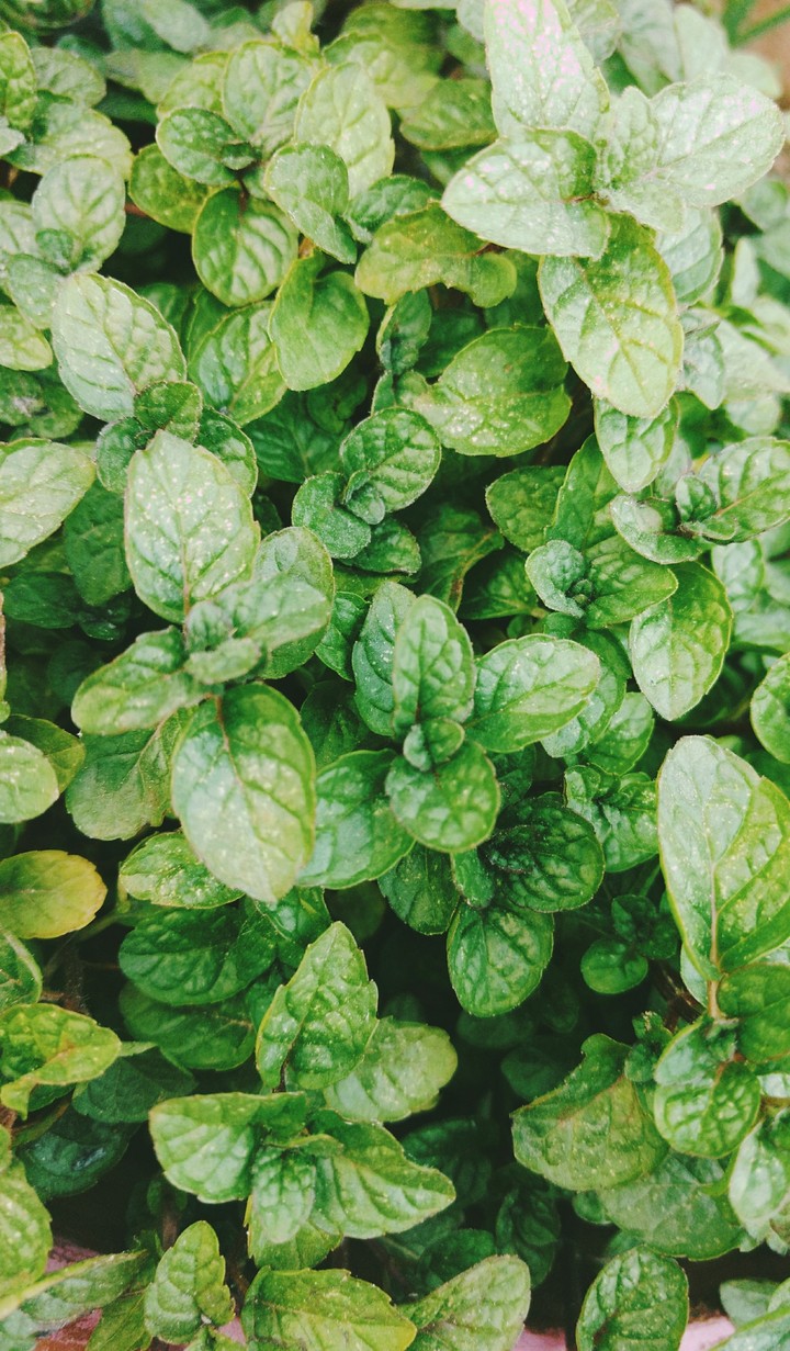 mint