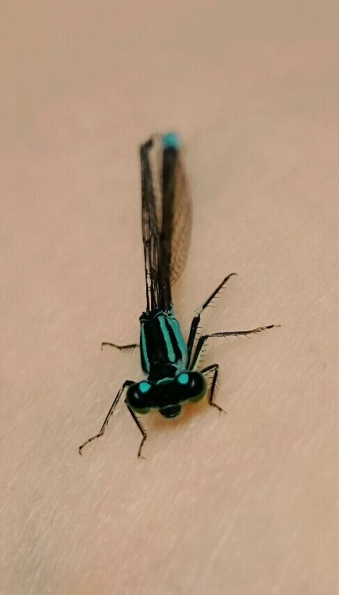 dragonfly