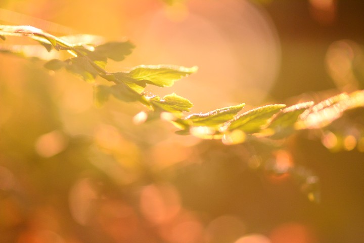 Sunshine