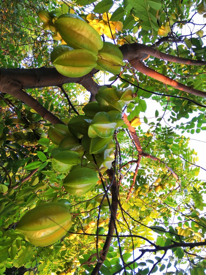 star fruit