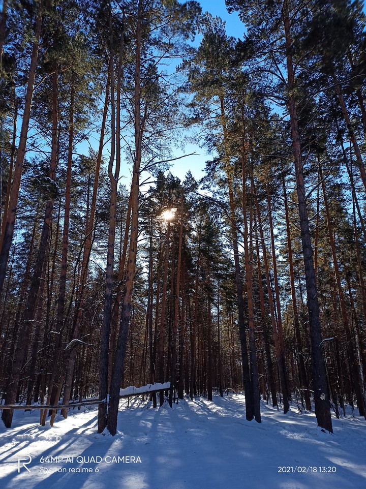 зимнее солнце сквозь сосны