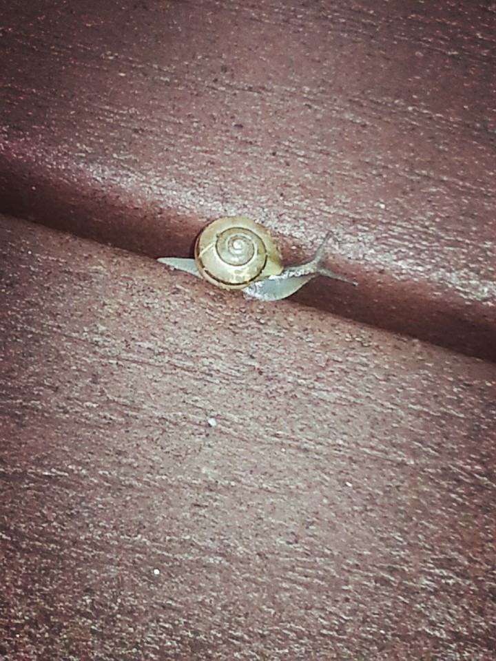 A snails tale