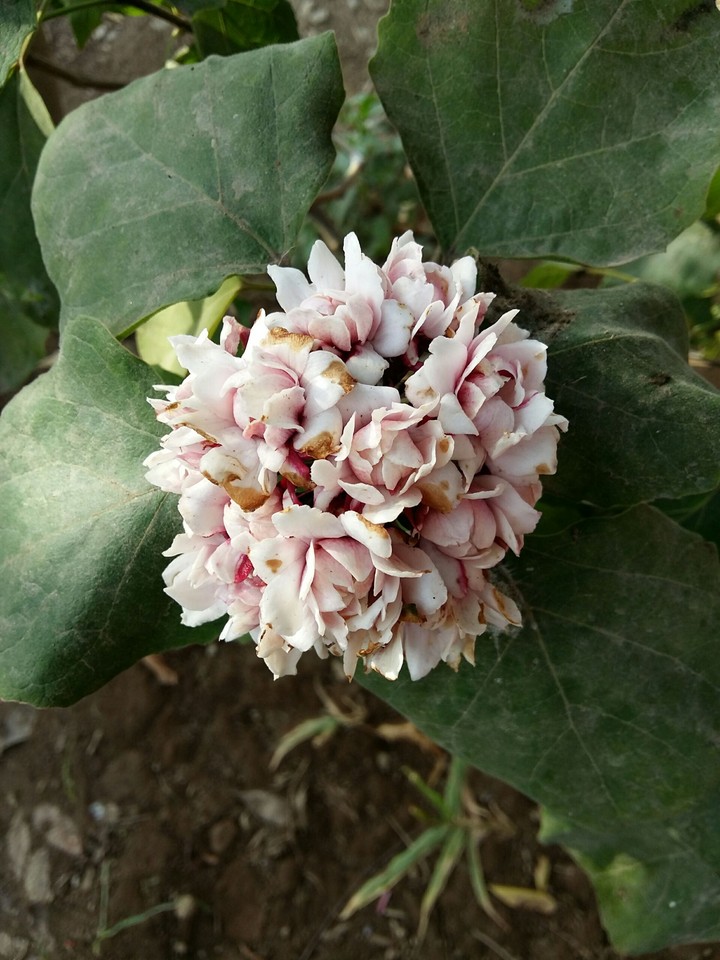 Glooming Flower