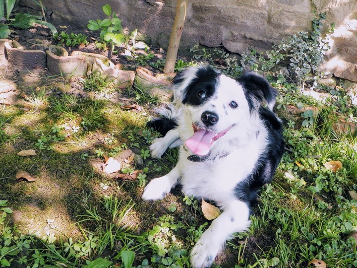 Maia