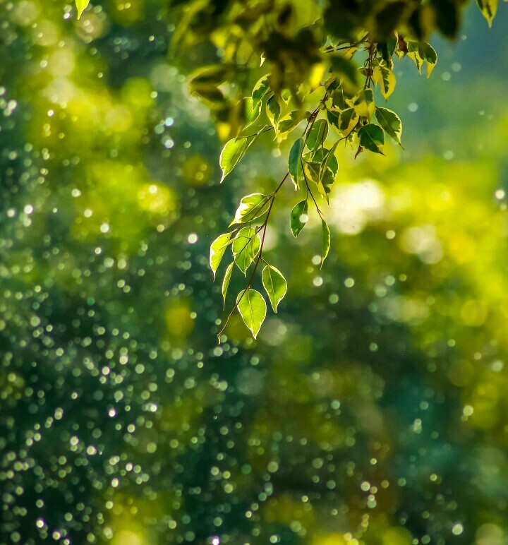 ☘☘