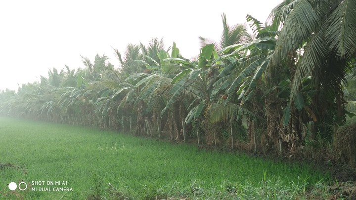 coconut trees