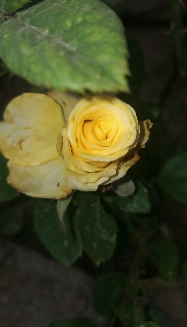 Roses