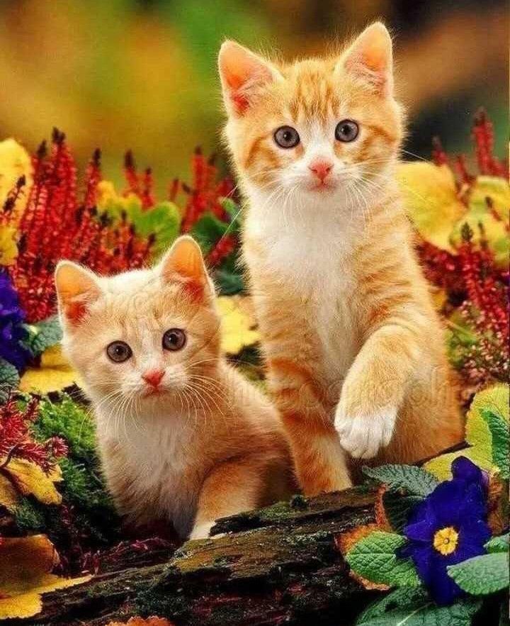 cute