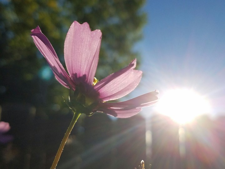 Flower Sunrise 2