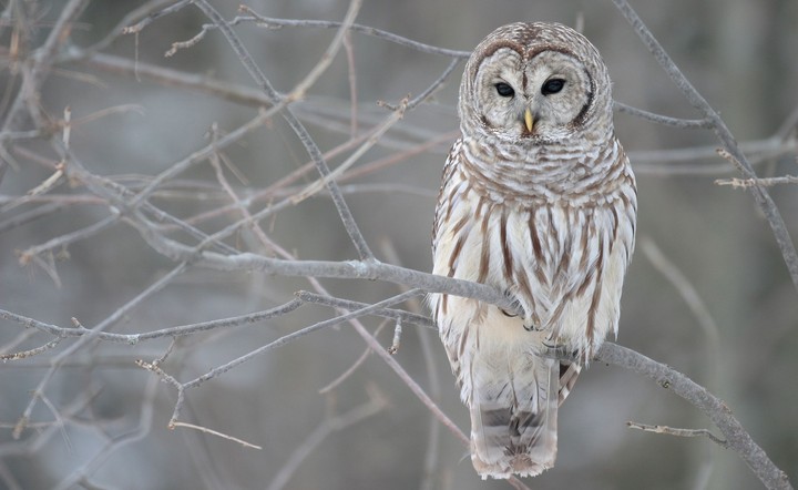 Owl