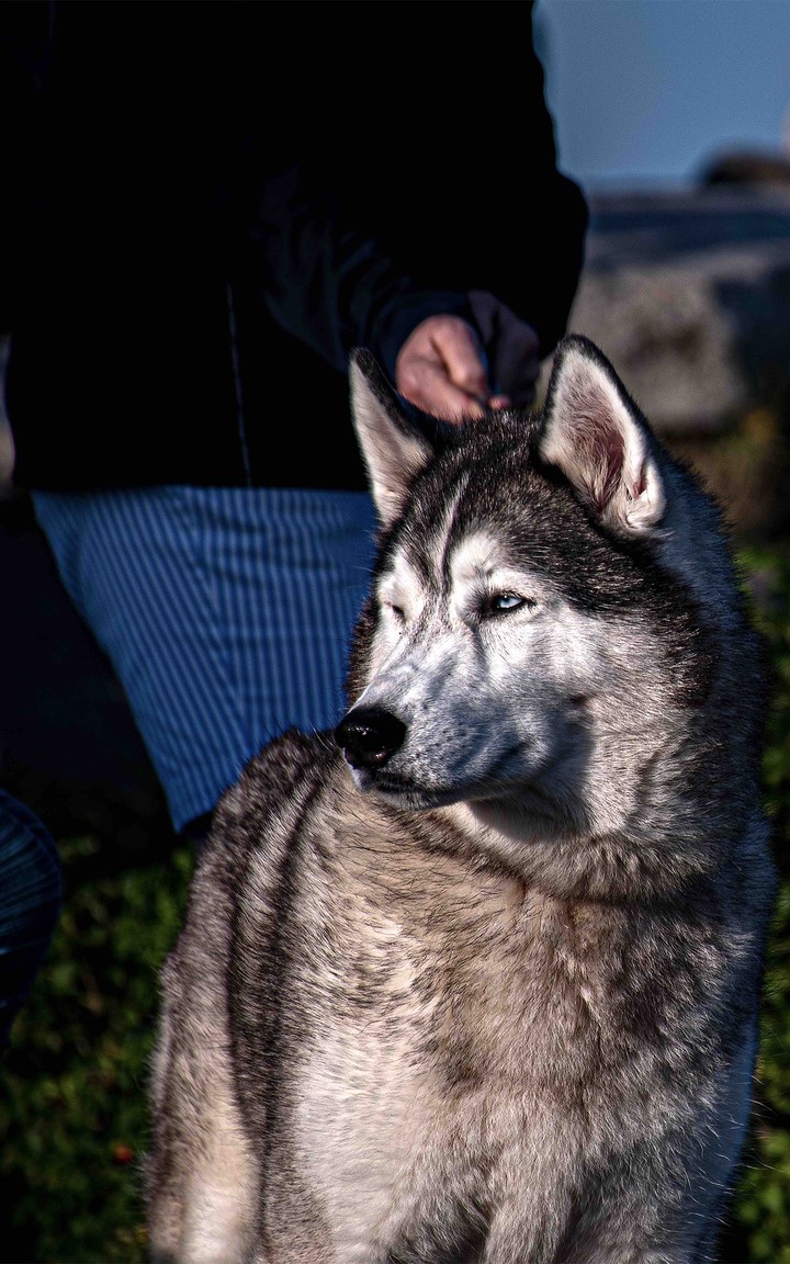 husky
