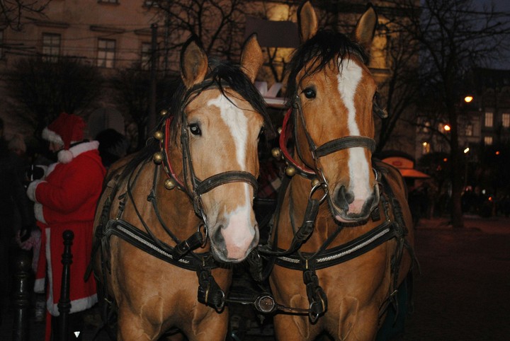 Horses and Santa