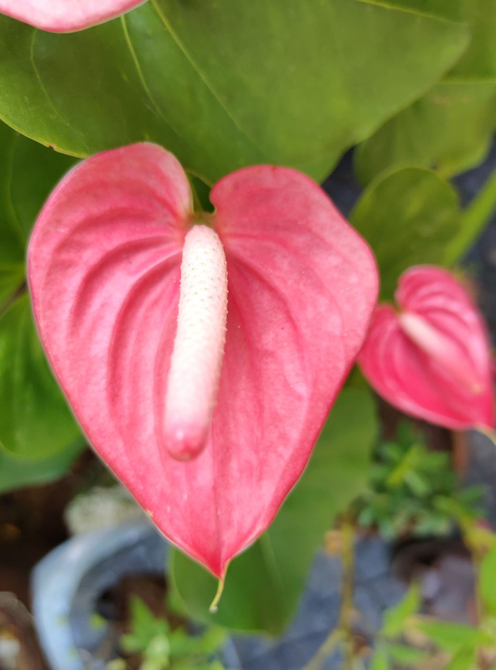 Anthurium