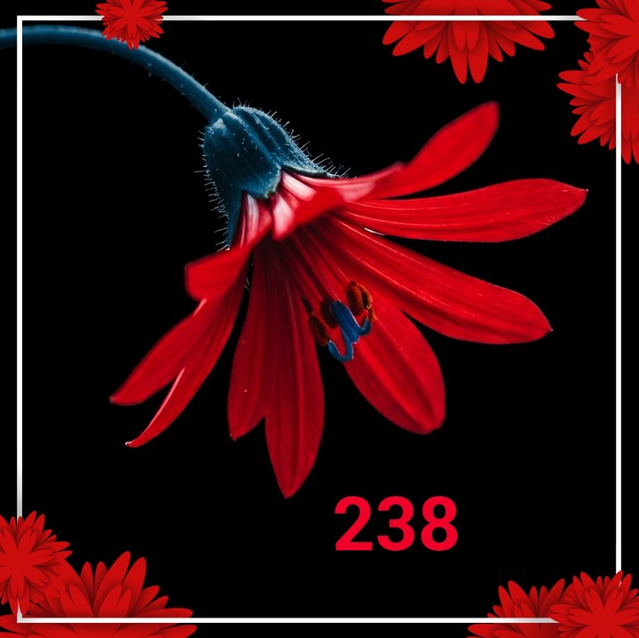 hình nền ornament, daisy