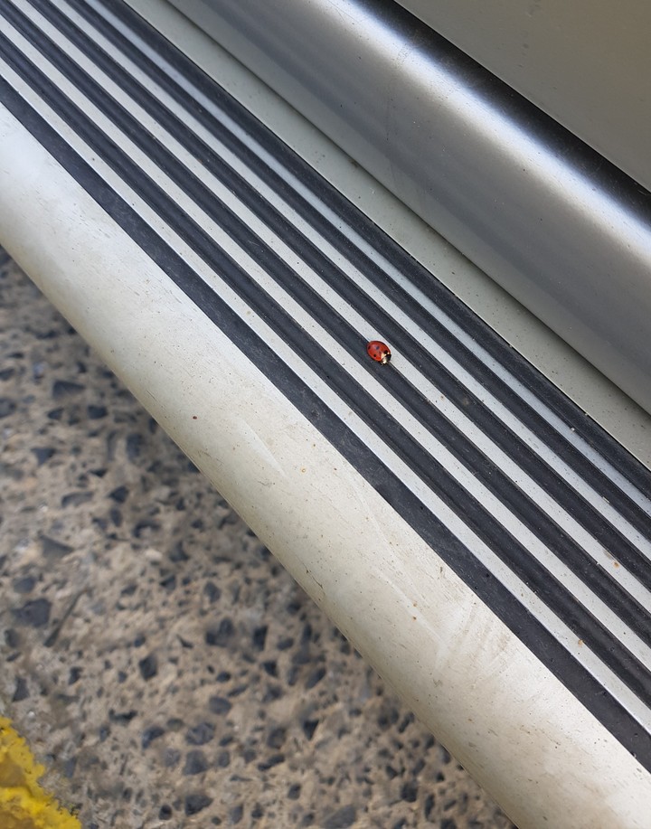 a little friend