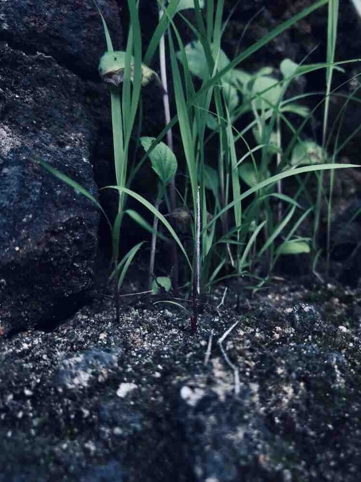 grass