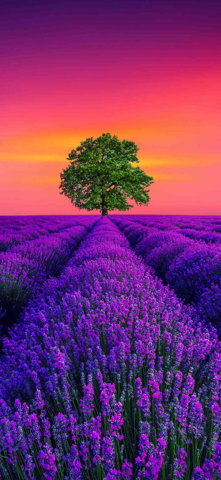 Summer evening