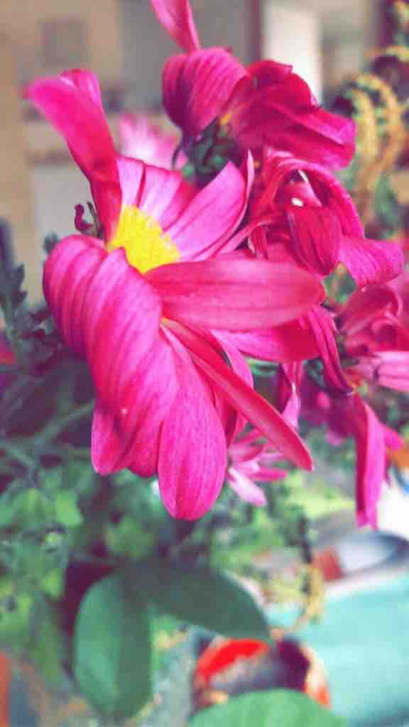 Flower