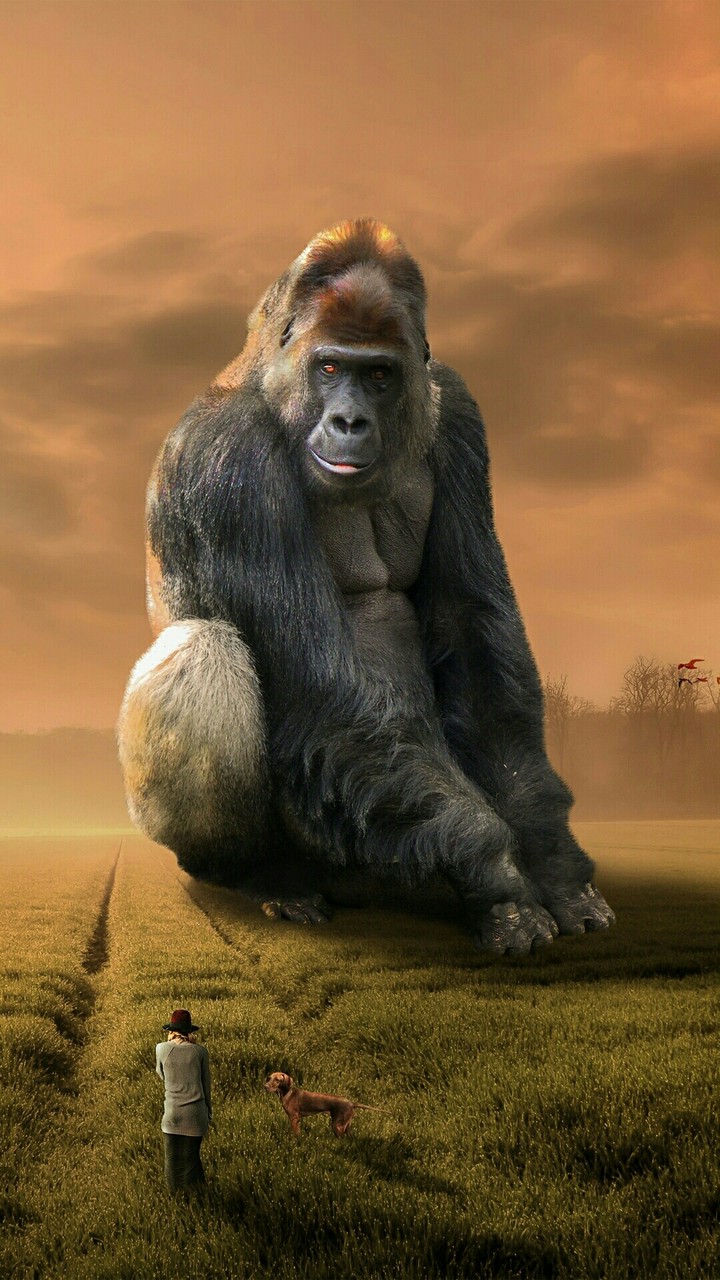 chimpaanzi❤❤☺✌