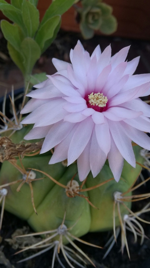 Pink flower