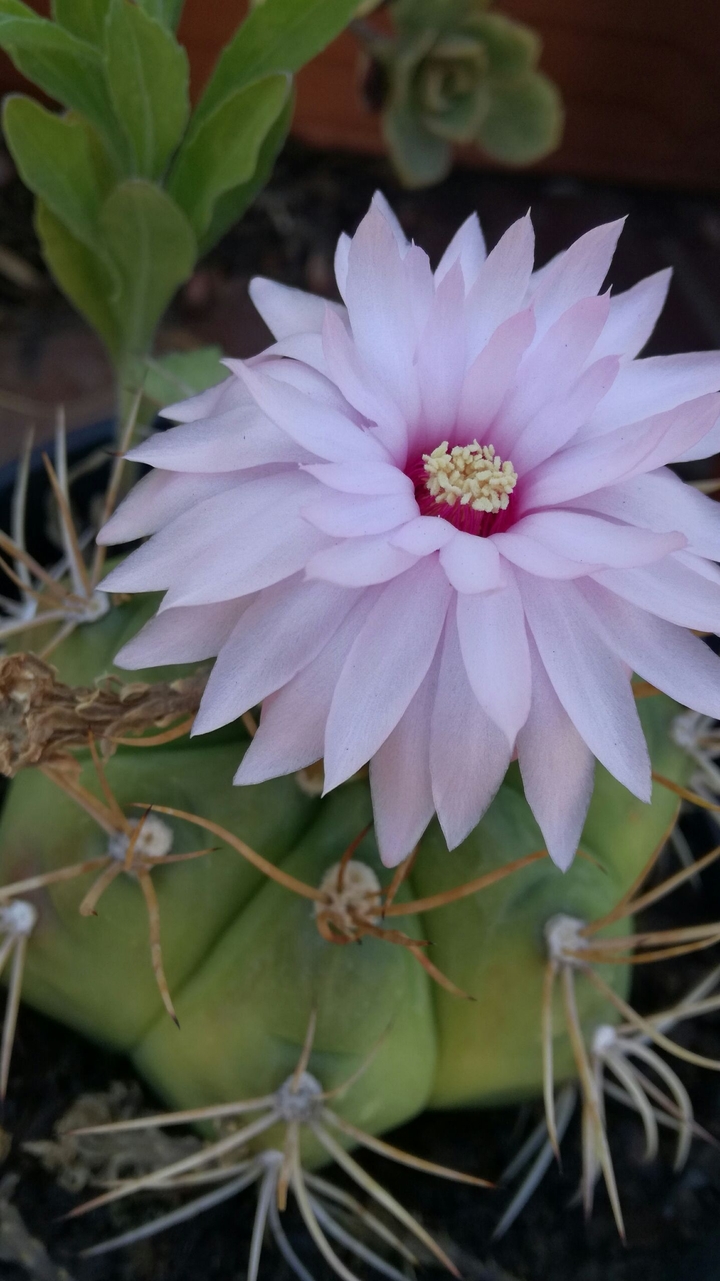 Pink flower