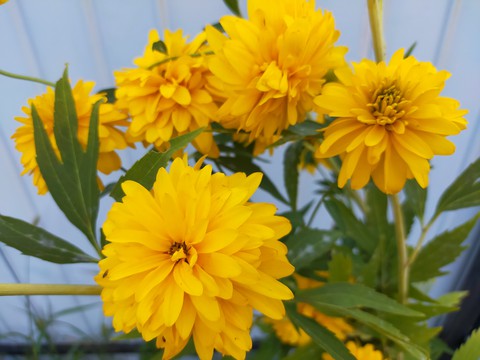 flowers and breakfast