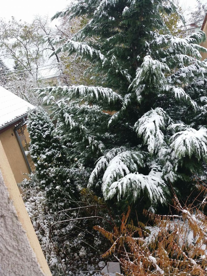 Snowy morning