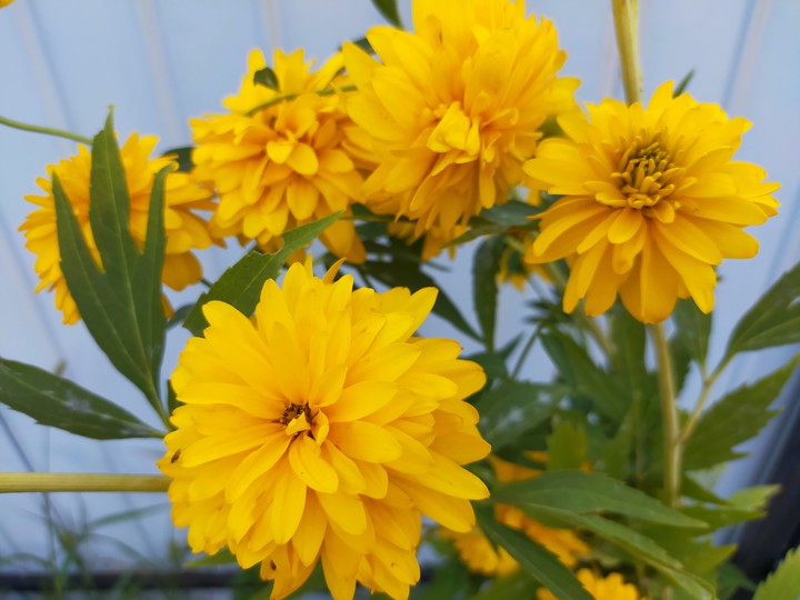 flowers and breakfast