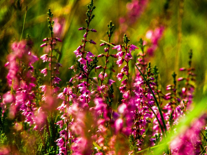 calluna
