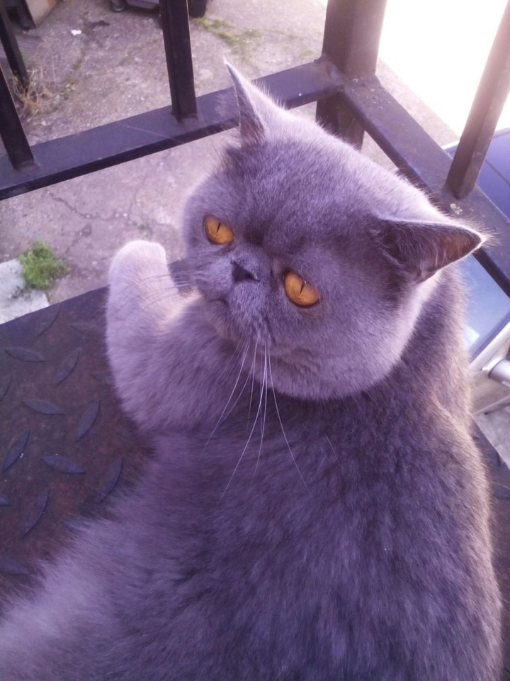 British Shorthair 2