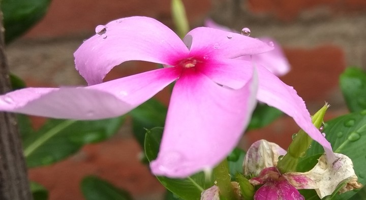 rain drops