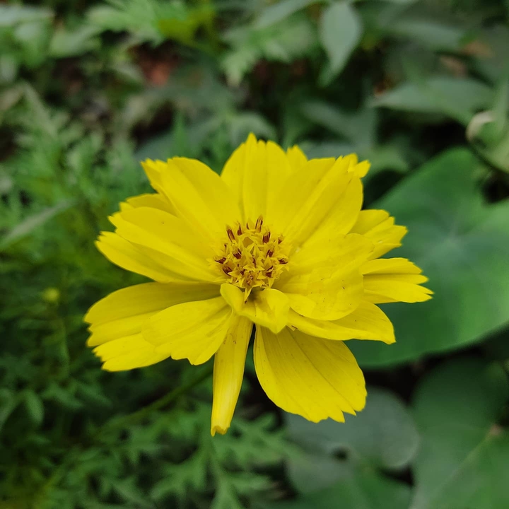 yellow genda