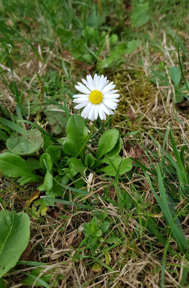 Flower of flowers