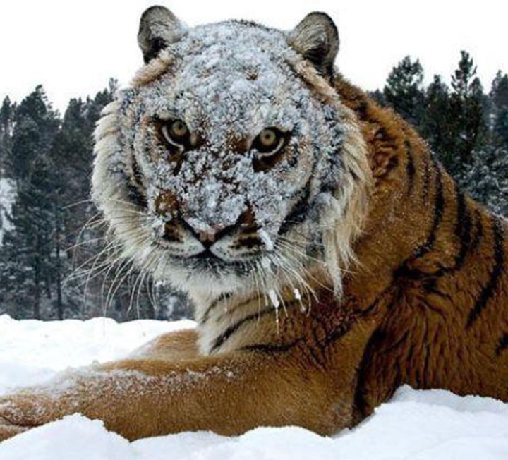 tiger