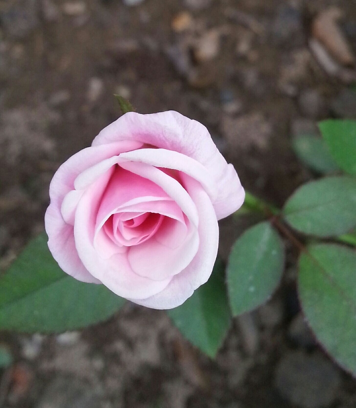 Flowerrrssssss