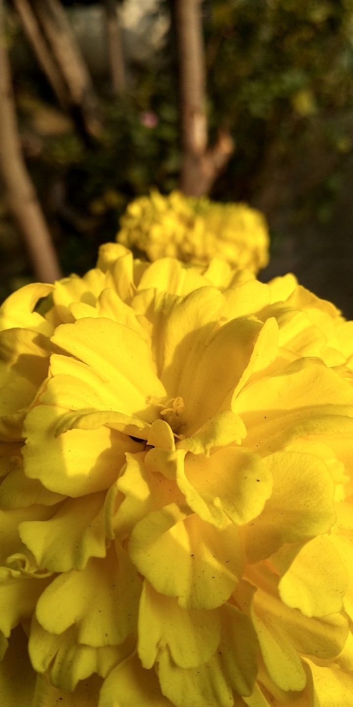 Bright and Blooming Flowers