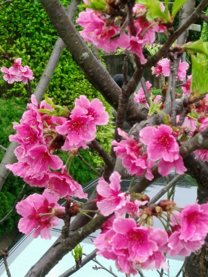 櫻花
