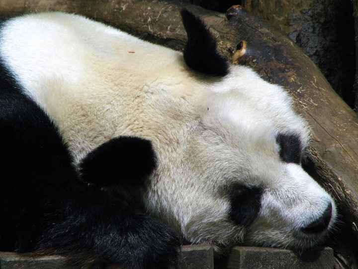 panda