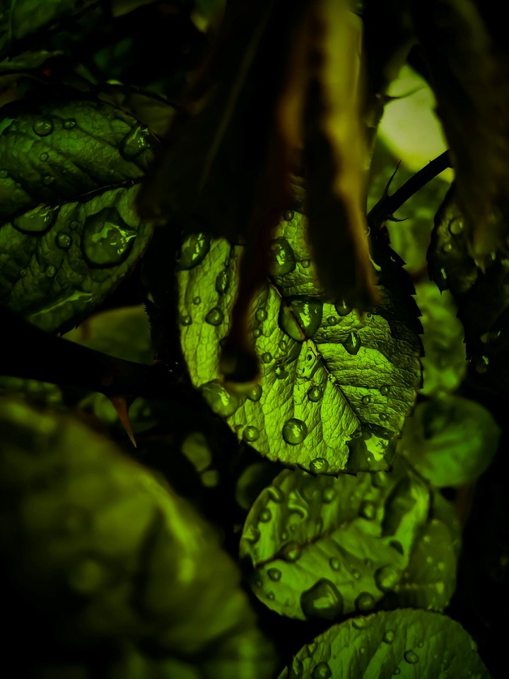 Dew Drops On Rose Leaves 