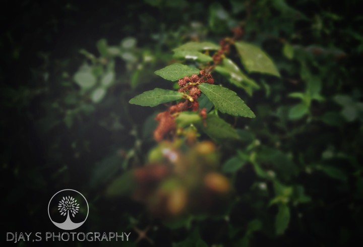 leaf
