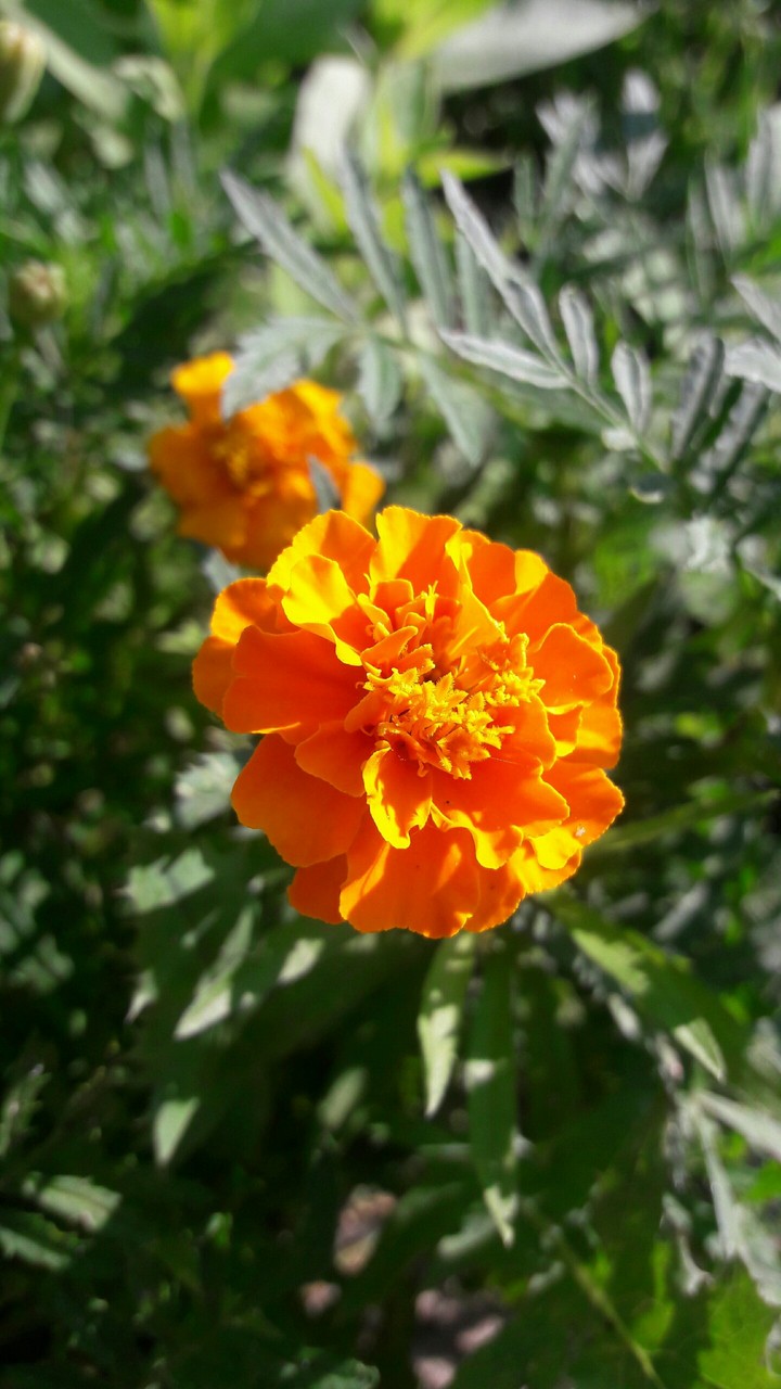 природа