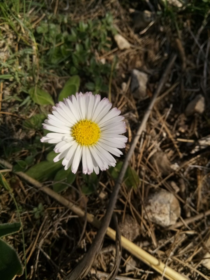 زهرة الربيع