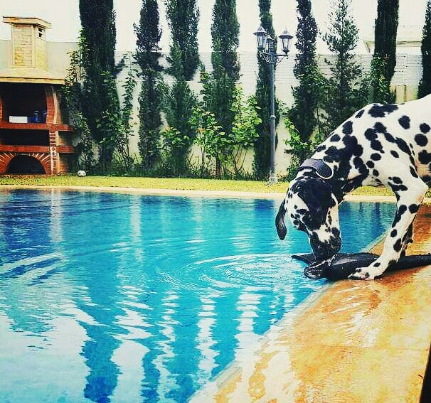 Baby dog ❤