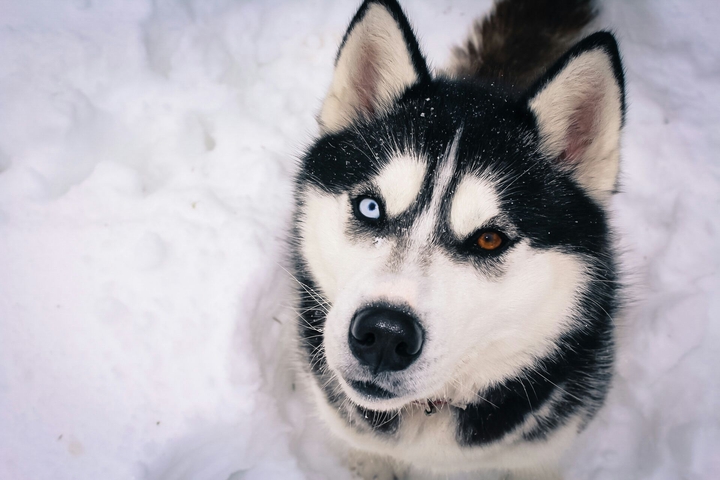 Doggy.