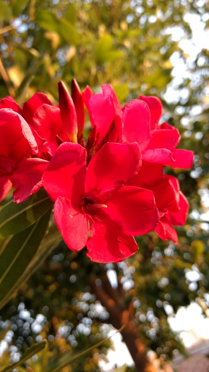 Flowers