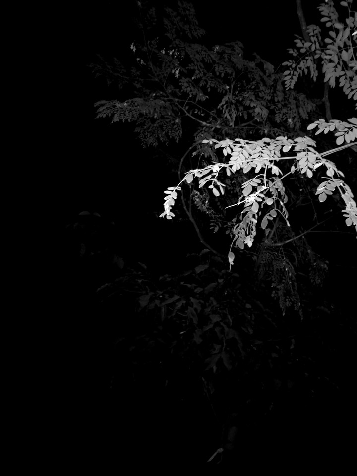 night light tree