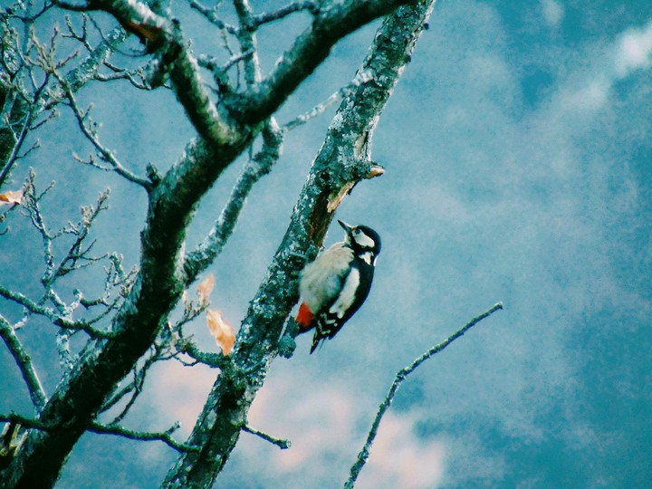 Bird 